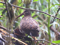 Gallinago imperialis