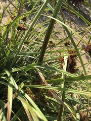 Cyperus planifolius