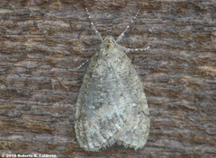 Paleacrita merriccata