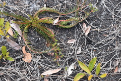 Euphorbia polyphylla