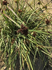 Cyperus planifolius