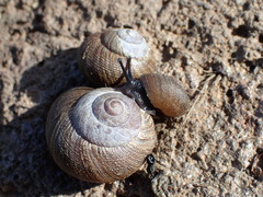 Xerarionta intercisa