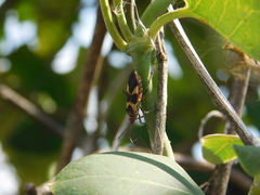 Oncopeltus unifasciatellus