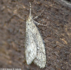 Paleacrita merriccata