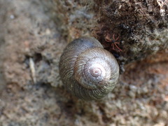 Xerarionta intercisa