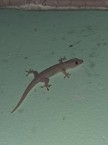 Hemidactylus frenatus observed 2023-11-29