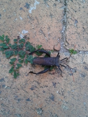 Elasmopoda valga