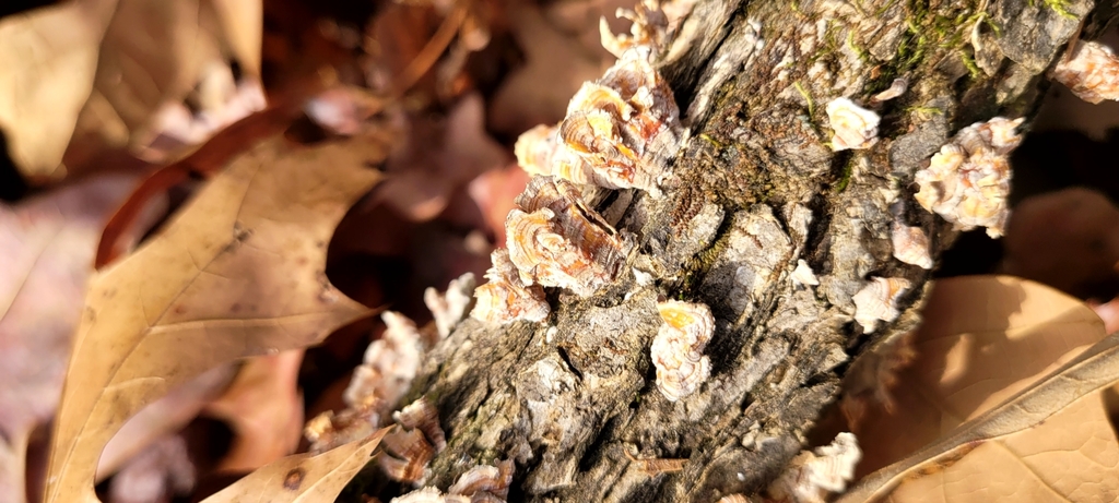 Bleeding Conifer Crust from Volkswagen Dr, Chattanooga, TN 37421, USA ...