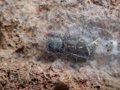 Metacyrba taeniola similis