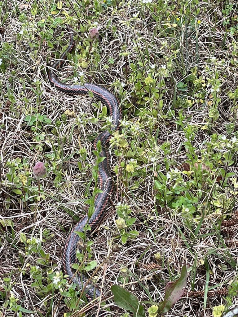 Rainbow Snake in April 2023 by Henry Seilheimer. Crawling through grass ...