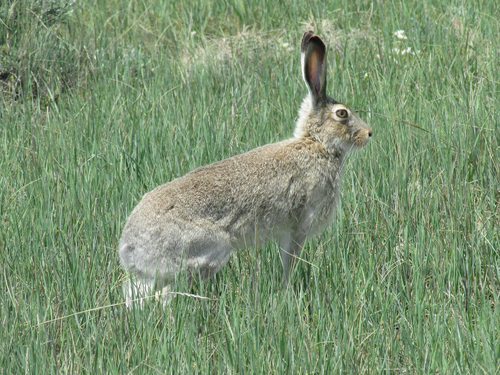White-tailed Jackrabbit photographed in South Dakota