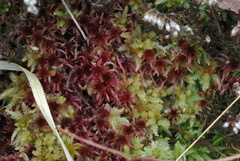 Sphagnum rubellum