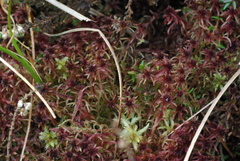 Sphagnum rubellum