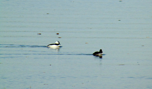 Bufflehead photographed in Louisiana