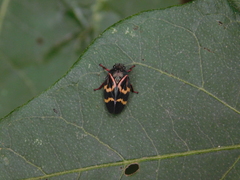 Deois flexuosa