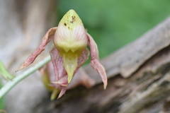 Catasetum maculatum image