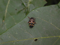 Deois flexuosa