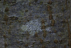Arthonia radiata
