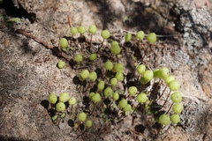 Asterella palmeri