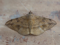 Anticarsia irrorata