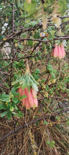 Bomarea macrocephala (Bomarea macrocephala)
