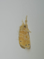 Artaxa guttata