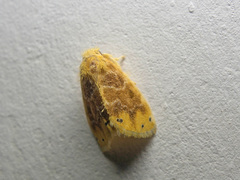 Artaxa guttata