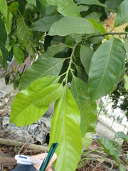 Magnolia × alba
