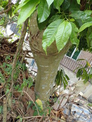 Magnolia × alba