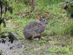Sylvilagus andinus
