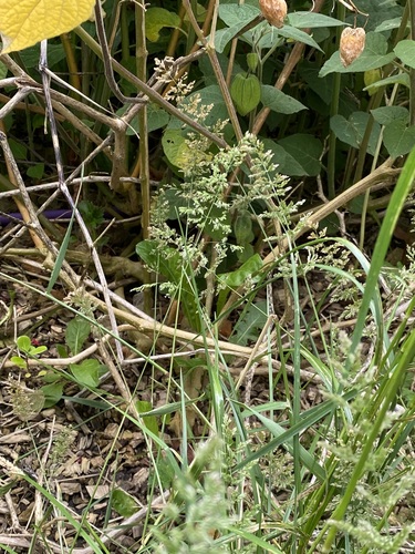 Polypogon viridis iNat (2)