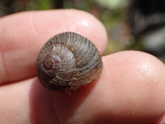 Xerarionta intercisa