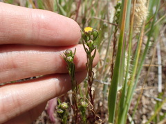 Amblyopappus pusillus