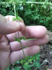 Urtica chamaedryoides