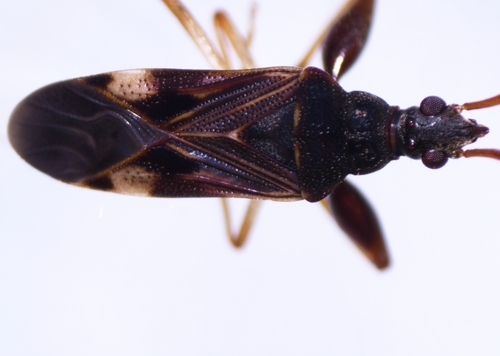 Bedunia nesiotes, 2023-11-25
