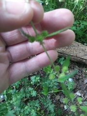 Urtica chamaedryoides