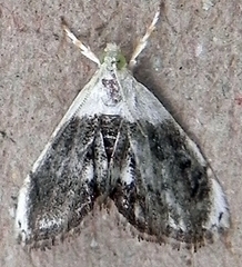 Lipocosmodes fuliginosalis