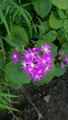 Pericallis