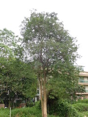 Heptapleurum heptaphyllum