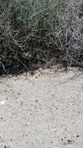 iNaturalist observation photo of Desert Iguana