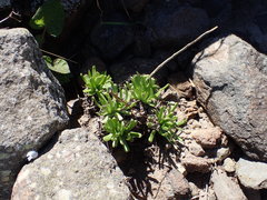 Dudleya virens virens
