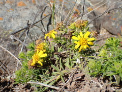 Deinandra clementina