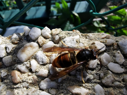 Photo of Yellow-legged Hornet