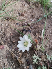 Anisodontea dissecta