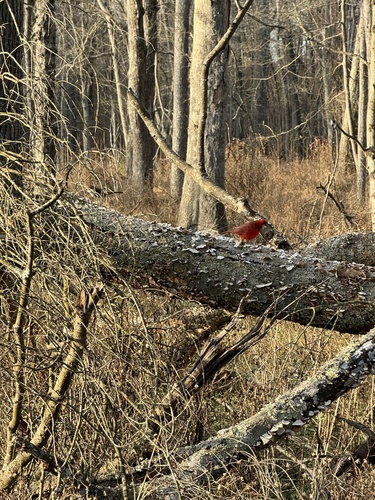 Northern Cardinal