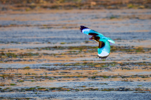 White-throated Kingfisher (Halcyon smyrnensis), photo 3