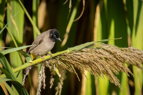 White-spectacled Bulbul (Pycnonotus xanthopygos), photo 3
