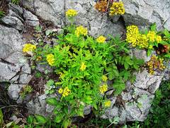 Patrinia rupestris