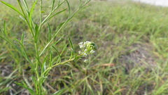 Lepidium virginicum menziesii