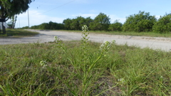 Lepidium virginicum menziesii